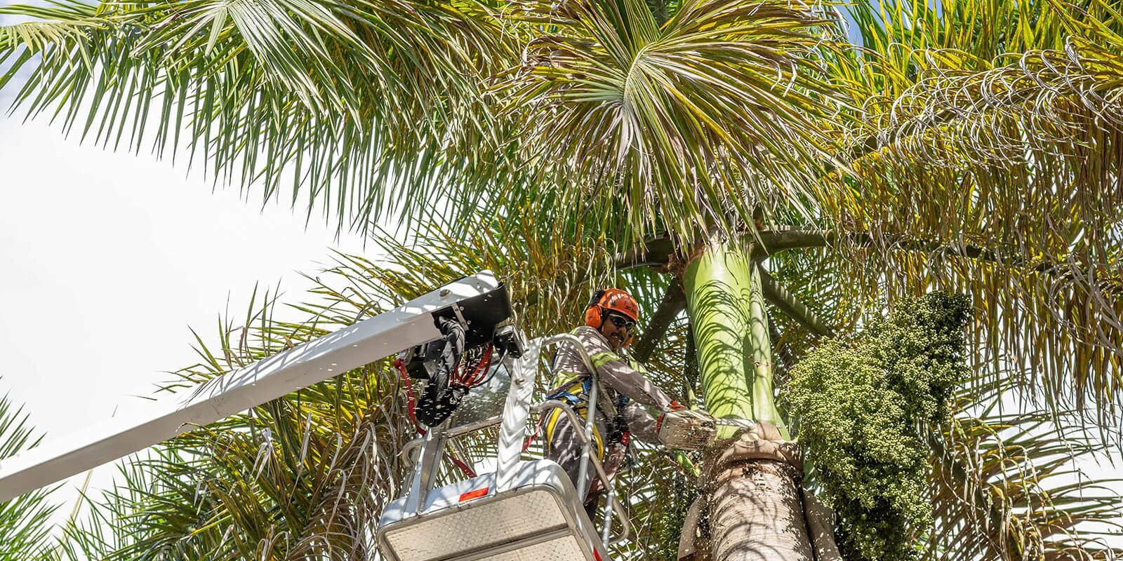North Palm Beach, FL Tree Care