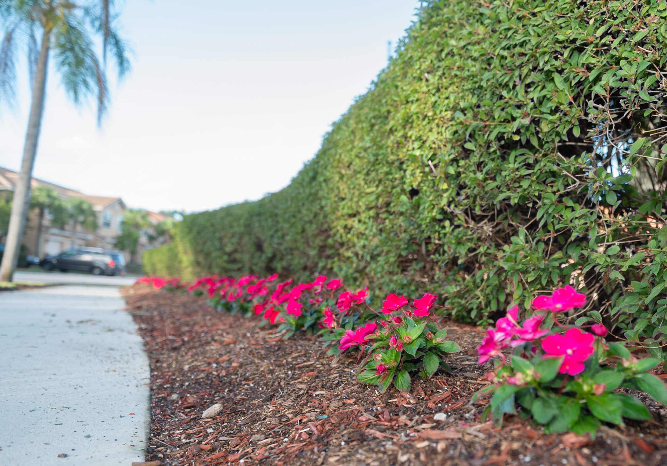 Wellington, FL Commercial Landscape Maintenance